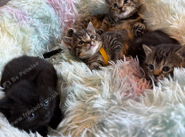 4 gorgeous British short hair kittens