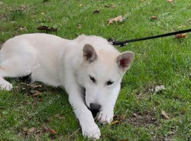 Husky