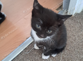 Kittens