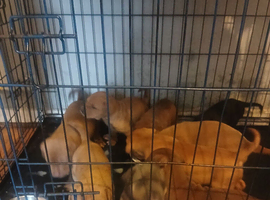 Lovely 6 weeks old puppies