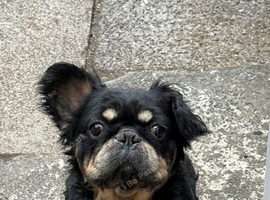Fluffy French bulldog