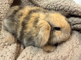 MINI LOPS BUCK DOE