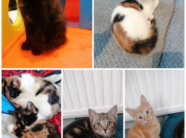 Ready for new homes now  Calico tabby ginger male and female kittens