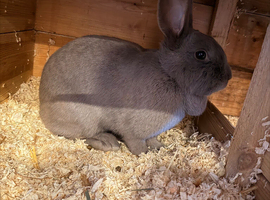 Two rabbits
