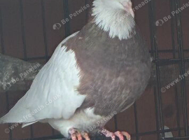Pigeon