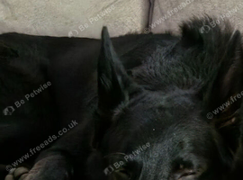7 month old german Shepherd
