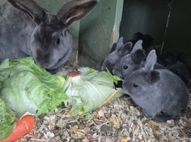 Blue opal standard rex rabbits