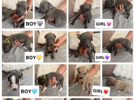 Collie bull greyhound x whippet greyhound