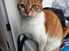 Beautiful 18 month Ginger and White Female.
