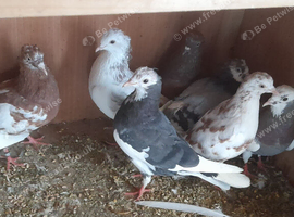 Pigeons