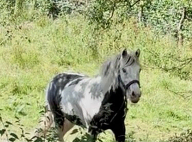 Gypsy Vanner Cob Stallion