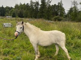 Welsh partbred project pony