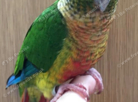 Hand tammed green cheek conure