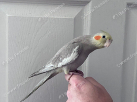 Baby hand tame cockatiel