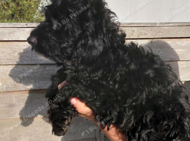 Fabulously Fluffy Cockalier-a-Poo Puppies