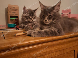 Tica Registered Maine coon kittens