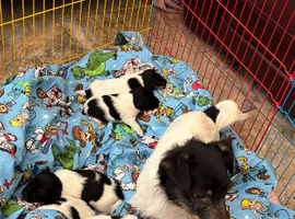 TRADITIONAL JACK RUSSELL PUPPIES