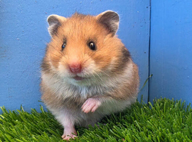 Beautiful Syrian Hamster Baby