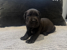 Cane corso puppies - excellent example of their breed