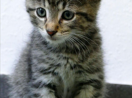 Looking for a  kitten