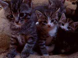 Kittens British shorthair x ragdoll