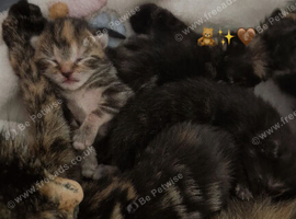 Selling 3 kittens they are mixed mainecoon and tortoiseshell