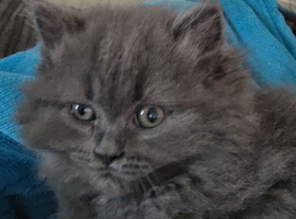 Beautiful Scottish straight male kitten