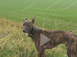 Lurcher