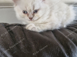 British short haired cross kitten for sale