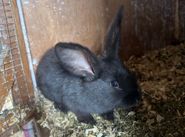 Male blue black boy carries the blue and harlequin gene 10 weeks old