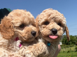 Toy Poochon Puppies (Poochon x Toy Poodle