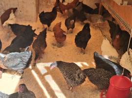 Various POL for sale