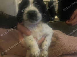 Gorgeous spaniel puppys