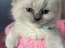 Last boy ragdoll kitten Ready to leave