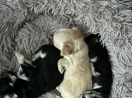 Chihuahua pups
