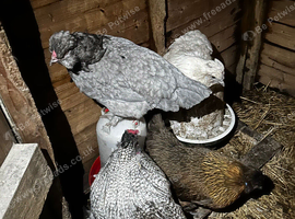 Silkie cross started flock