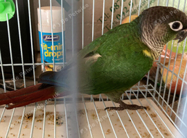 Green conures
