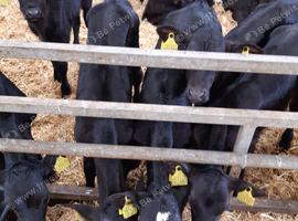 CALVES Wanted