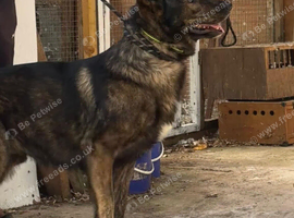 German shepherd male