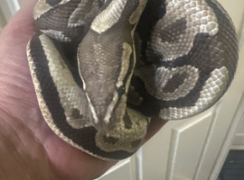 CB18 male Fire Royal Python