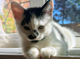 Beautiful Kittens in Nottingham