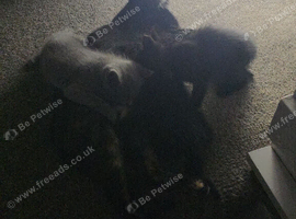 X3 beautiful kittens