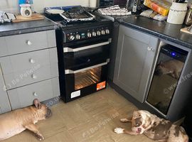 British p bulldog female