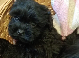 F1 Cavapoo pups for sale