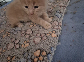 Maine coon kittens