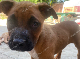 Belgium malinois puppies