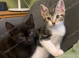 2 male kittens