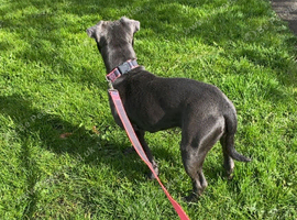 Blue staff puppy