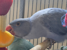 Female Double Factor Violet Opaline