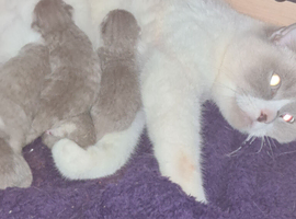 LAST LILAC KITTEN AVAILABLE READY NOW